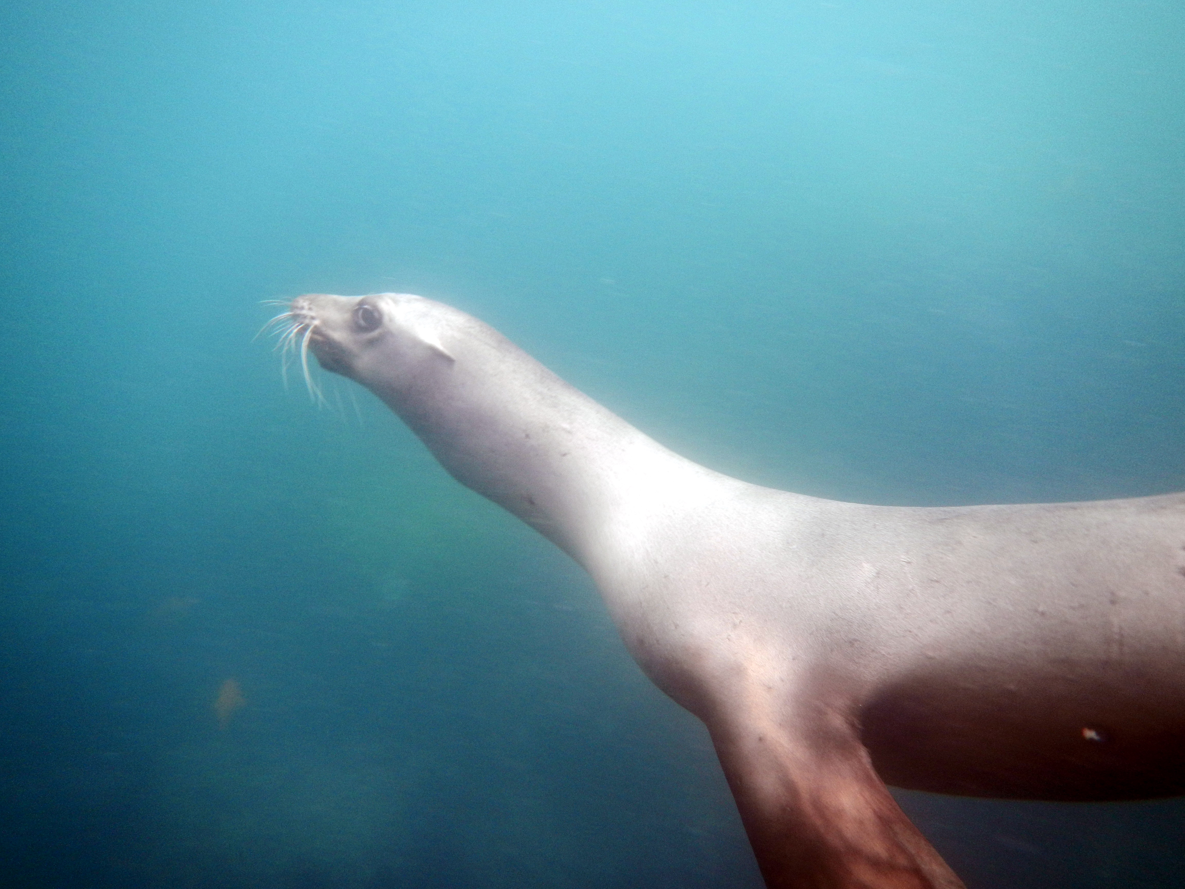 Sea Lion at La Jolla Cove